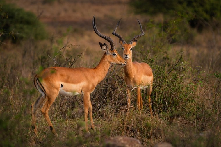 007 Nairobi Nationaal Park.jpg